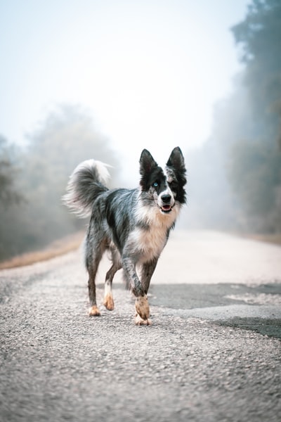 黑白边境牧羊犬白天在路上奔跑